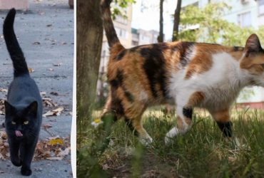 Що значить, коли кіт виляє хвостом: експерти назвали 5 причин