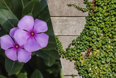 Що не можна садити у дворі: садівники назвали 10 ефектних, але агресивних рослин