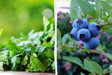 9 рослин, які завжди потрібно вирощувати на високих грядках: садівники назвали причину