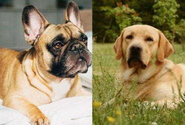 Які пси найспокійніші: названо 13 порід собак, які радо розділять з вами диван