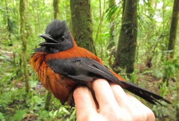 Красивий, але небезпечний: дослідник розповів про птаха з отруйним пір'ям