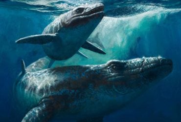 Учені назвали підробкою стародавнього морського монстра, витягнутого з марокканської шахти