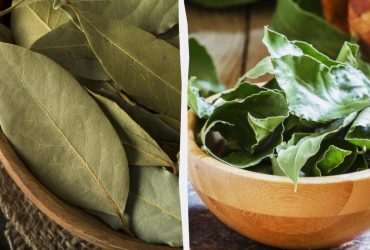 Зачем добавлять лавровый лист: эксперты объяснили, почему специю некоторые недооценивают