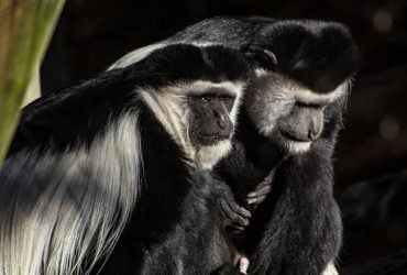 Океаническая экспедиция: ученые узнали, как обезьяны переплыли Атлантику 30 млн лет назад