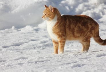 Над Україною опинився центр антициклону: синоптикиня повідомила, що буде з погодою