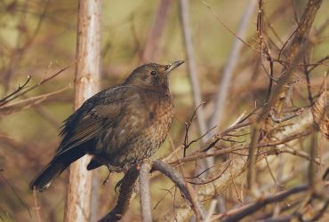 Синоптик рассказала, когда ожидать +15 в Украине