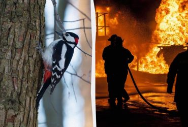 3 животных, которые процветают во время лесных пожаров, пока другие страдают