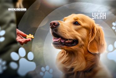 Які є базові команди для собак та як правильно вчити тварину: кінолог все пояснила