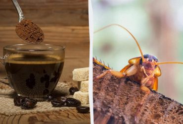 У меленій каві можуть бути таргани: лікар пояснив, як люди можуть це відчути