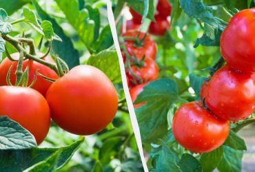 П'ять найсолодших сортів помідорів: потрібно посадити саме їх