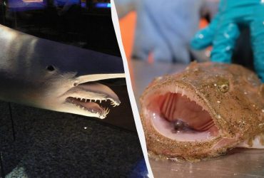 Жуткие и уродливые: биолог назвал 5 жителей морских глубин, которые удивляют своим видом