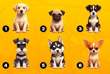 Упевнений чи нерішучий: тест особистості за улюбленою породою собак