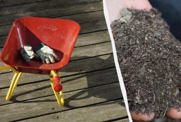 Це потрібно зробити з рослинами на грядках, якщо немає снігу: інакше саджанці не переживуть зиму