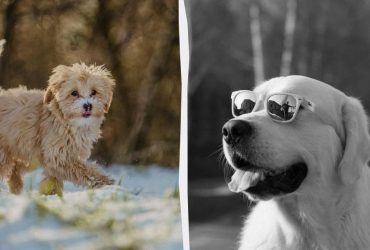 Дресирувальник назвав 3 породи собак, які є найкращими на планеті