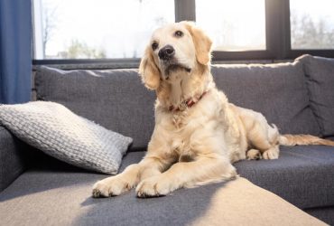 Чому собаки нахиляють голову, коли ви розмовляєте: ветеринар назвав три головні причини