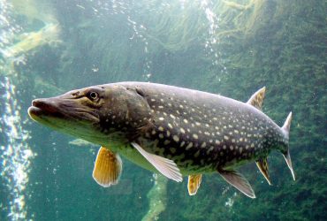 Північна щука може перетинати солону воду, аби захопити нові території, - дослідження