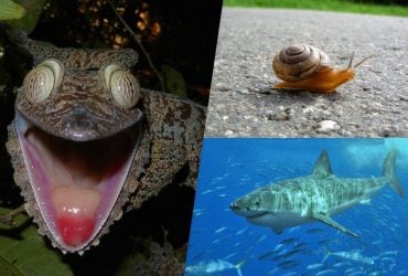 Яка тварина на Землі має найбільше зубів: вчені здивували дослідженням