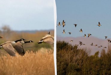 На Одещині з’явилися десятки тисяч диких гусей: чому це поганий знак