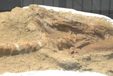 Археологи нашли останки гигантского предка большой белой акулы возрастом 9 миллионов лет