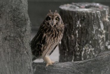 Через вуха сови можна побачити її очі (відео)