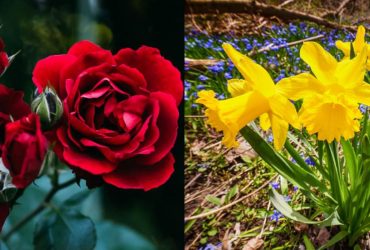 Березень - нарцис, червень - троянда: яка квітка відповідає вашому місяцю народження