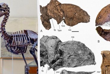 Ученые распознали гигантский череп птицы возрастом 45 миллионов лет