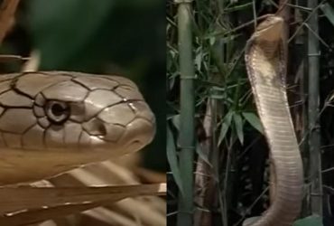 Під час Другої світової війни вбили кобру-рекордсменку: чим вона була унікальна