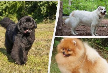 Похожи на уютных мишек: 10 самых пушистых пород собак