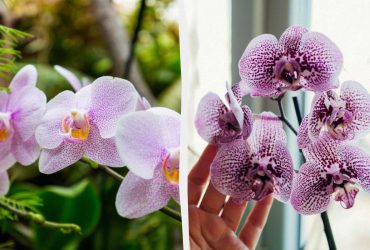 Орхідея виросте величезною і яскравою: садівник назвав, яким кухонним продуктом її підгодувати