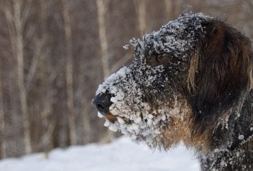 Неделя в Украине начнется с 10-градусных морозов