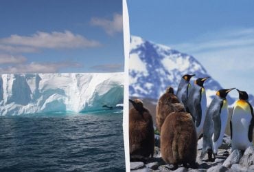 Найбільший у світі айсберг, що відколовся від льодовика, загрожує мільйонам пінгвінів і тюленів