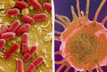 Напоминает половое размножение: ученые сделали неожиданное открытие об эволюции бактерий