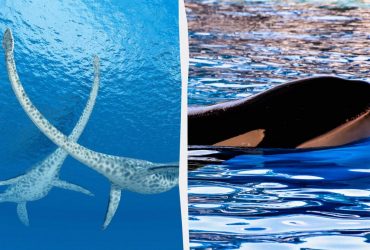 Доісторичні морські чудовиська могли їсти косаток як закуску, - дослідження