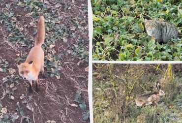 Рідкісний кіт та лисиця: на кордоні з Молдовою зафіксували кумедних порушників (відео)