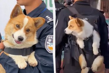 В Китае депремировали первого корги-полицейского: что он натворил