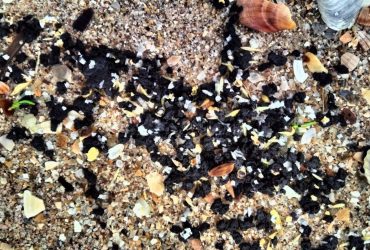 Риба в морі може стати токсичною: на Одещині знов найшли нафтопродукти з танкерів РФ