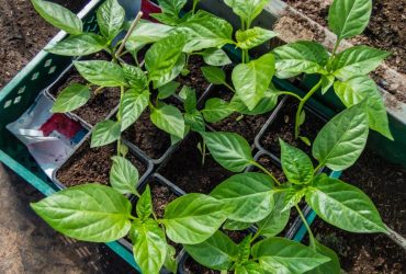 Перец будет крупным и сочным: когда лучше сеять его на рассаду в феврале 2025