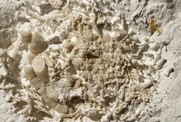 Незвичайна знахідка показала, чим харчувалися риби 66 мільйонів років тому