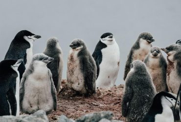 Пингвины могут разводиться с партнерами: биолог объяснил, почему птицы это делают