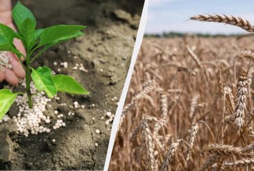 ЄС розглядає нові мита на агропродукцію та добрива з РФ і Білорусі