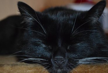 Почему кот любит лежать на груди своего хозяина: эксперт назвала распространенные причины