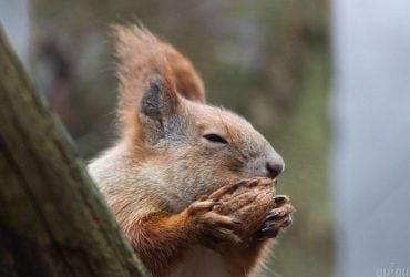 18 грудня в Україні буде тепло, в одній області - дощі