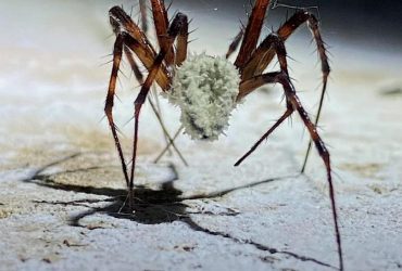 Недавно обнаруженный вид грибка превращает пауков в зомби