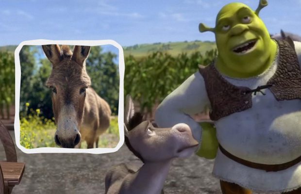 Прожив 30 років: помер віслюк, який став прототипом персонажа з мультфільму "Шрек"