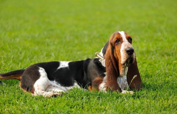 Лев - золотистий ретривер, Терези - пудель: яка ви порода собаки за знаком Зодіаку