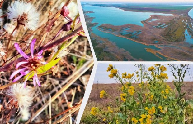 Неймовірна "Тузлівська Амазонія": науковець показав казкове місце на Одещині (фото)