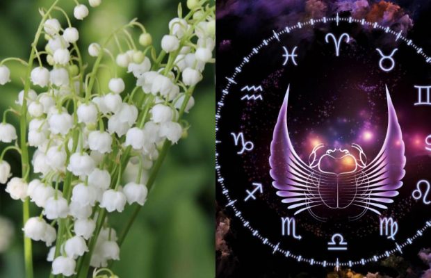 Козеріг - орхідея, Діва - конвалія: яка ви квітка за знаком Зодіаку