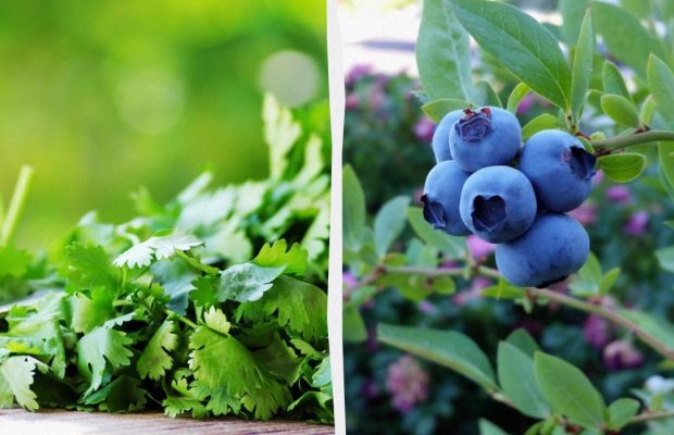 9 рослин, які завжди потрібно вирощувати на високих грядках: садівники назвали причину