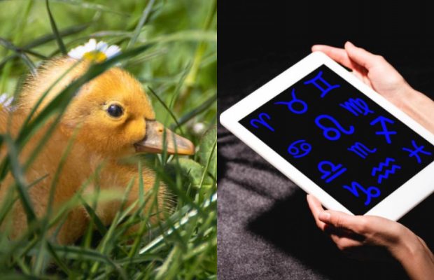 Близнюки - каченя, Діва - лисеня: дитинча якої тварини відображає ваш знак Зодіаку