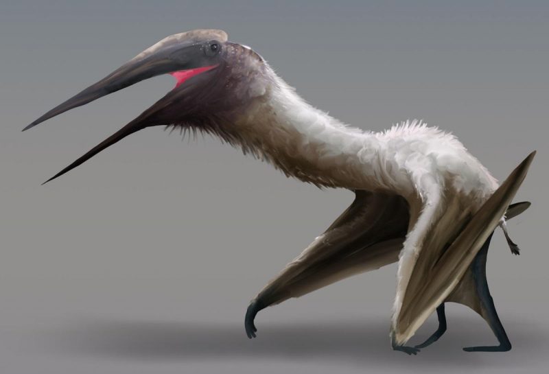 Размах крыльев взрослых особей Cryodrakon boreas составлял до 10 метров / фото - wikimedia.org/PaleoEquii